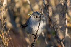 Polioptila californica