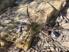 Polygala scoparioides