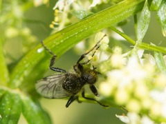 Bibio albipennis