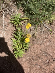 Xerochrysum bracteatum