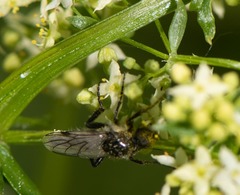 Bibio albipennis
