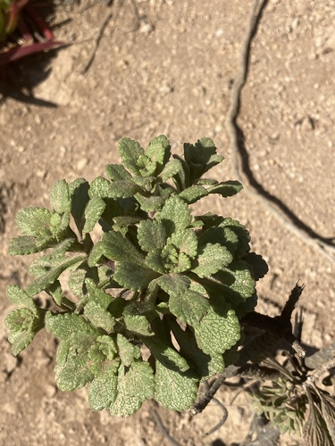 Commidendrum rugosum, photograph 3