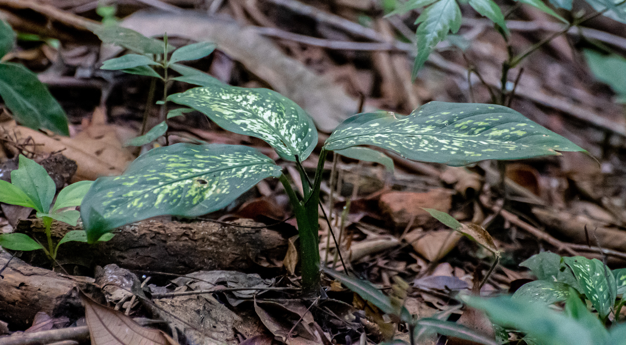 Dieffenbachia seguine
