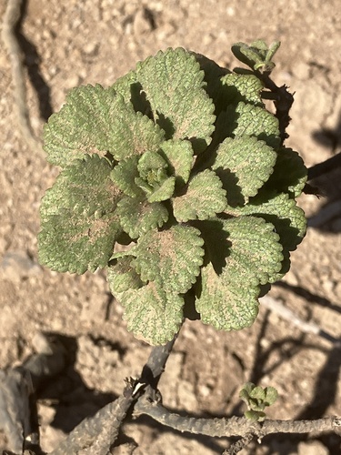 Commidendrum rugosum, photograph 4