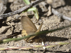 Hypocysta pseudirius