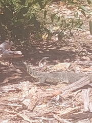 Varanus rosenbergi