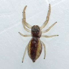 Hentzia