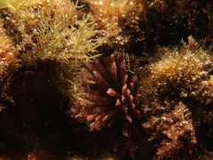 Sabellidae