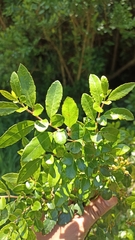 Azara serrata