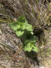Gomphocarpus cancellatus