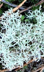 Cladonia evansii