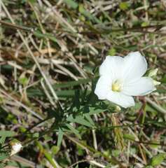 Linum monogynum monogynum