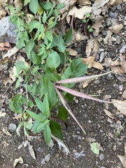 Cardamine macrocarpa