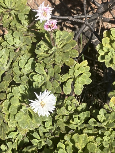 Commidendrum rugosum image