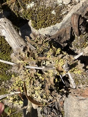 Crocodia