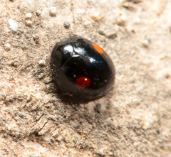 Chilocorus stigma
