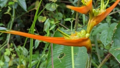 Heliconia latispatha