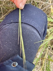 Austrostipa mollis