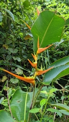 Heliconia latispatha