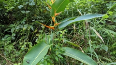 Heliconia latispatha