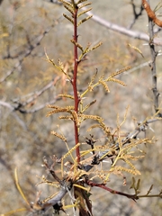 Vachellia vernicosa
