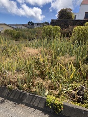 Sansevieria trifasciata image