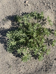 Lupinus arizonicus