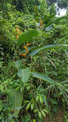 Heliconia latispatha