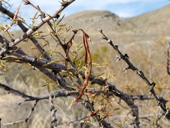 Vachellia vernicosa