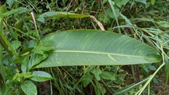 Heliconia latispatha