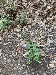 Cardamine macrocarpa