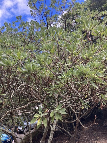 Commidendrum robustum, photograph 2