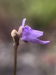 Utricularia caerulea