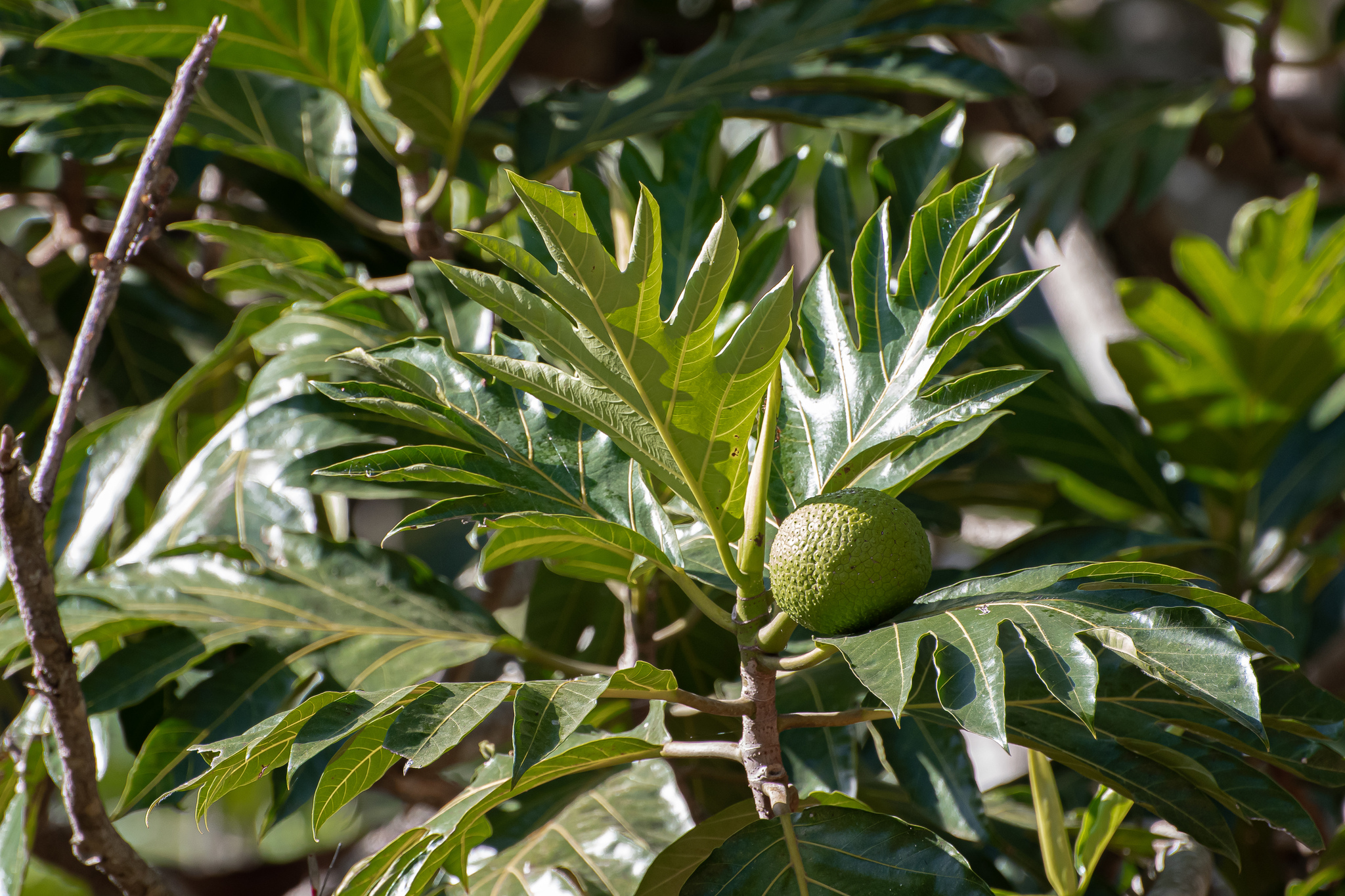 Artocarpus altilis