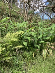 Hedychium flavescens
