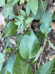 Cardamine macrocarpa