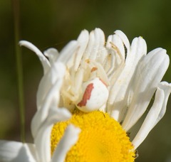 Misumena vatia
