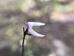 Utricularia lateriflora