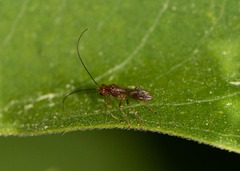 Dinocampus coccinellae