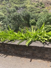 Selenicereus undatus
