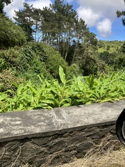 Hedychium flavescens