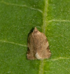Clepsis virescana