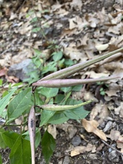 Cardamine macrocarpa