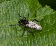 Bibio albipennis