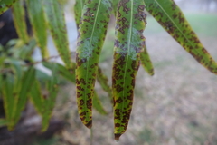 Cercospora