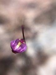 Utricularia lateriflora