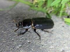 Aulacocyclus edentulus