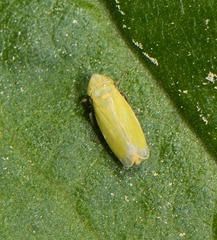 Verdanus