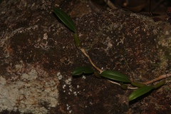 Bulbophyllum kwangtungense