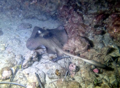Trygonoptera personata